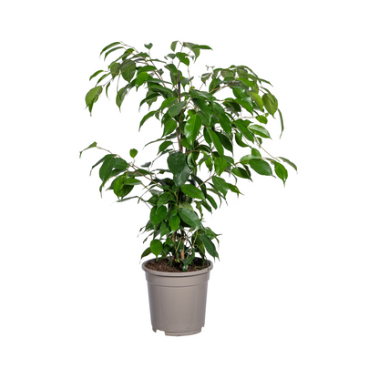 Birkenfeige - Ficus Benjamina Exotica Ø17cm - ↕60 - 80cm