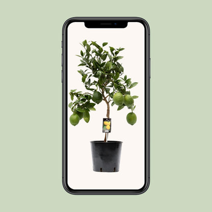 Citrus Lemon - Ø22cm - ↕80cm
