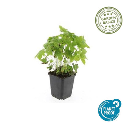 6x knotiger Storchschnabel - Geranium nodosum - ↕10-25cm - Ø9cm