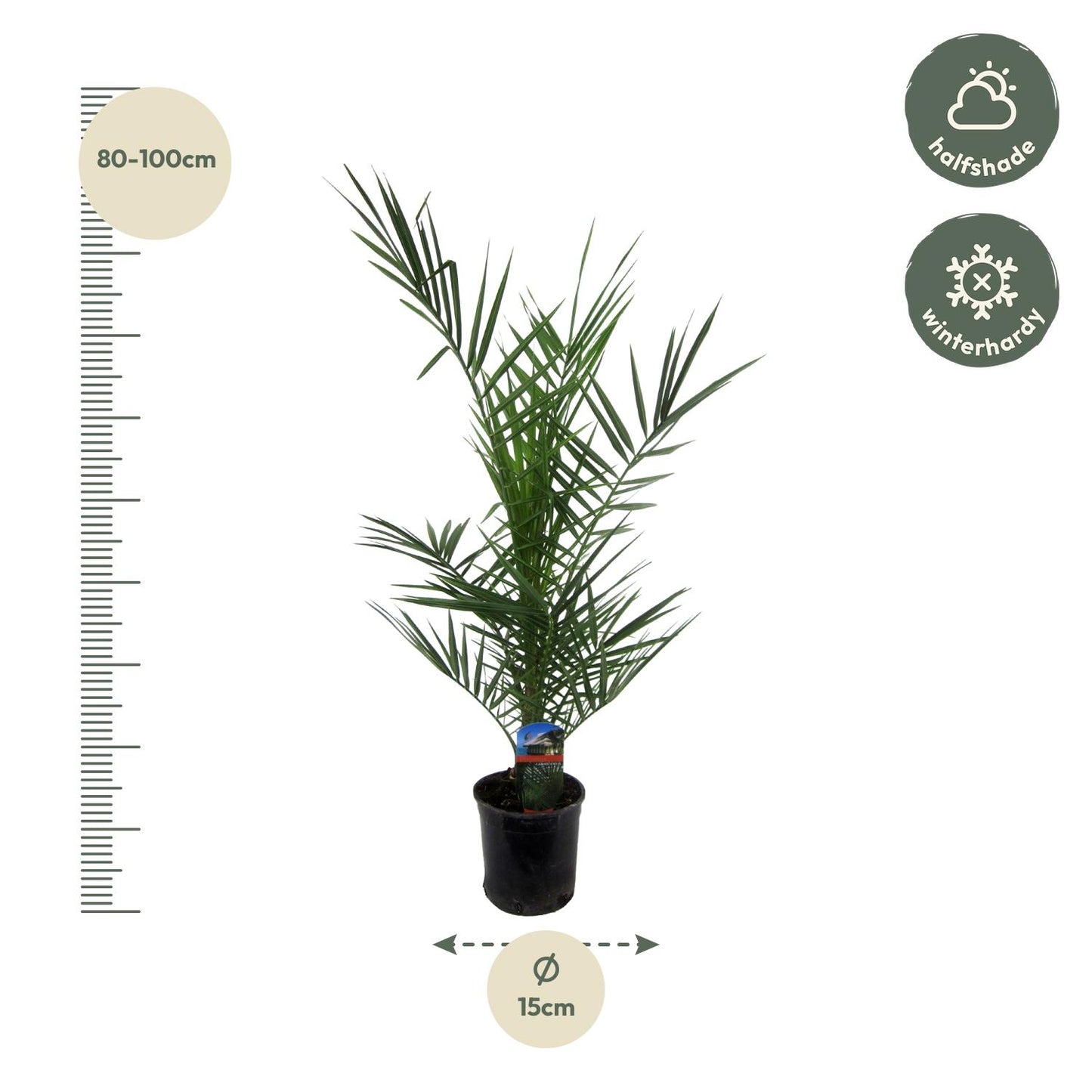 Phoenix Canariensis - 80 cm - Ø14cm
