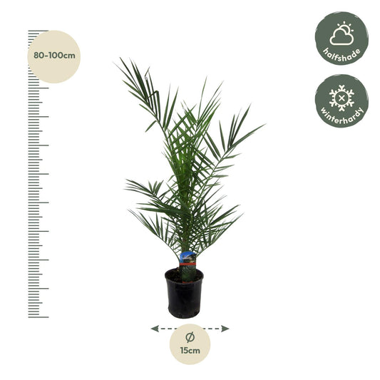 Phoenix Canariensis - 80 cm - Ø14cm