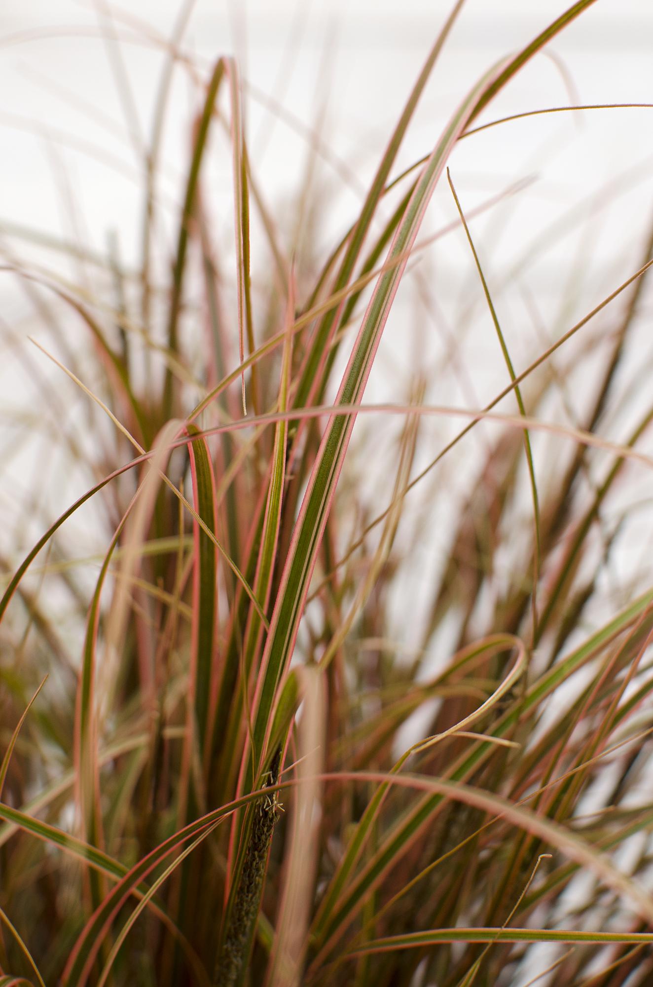 Uncinia rubra Everflame - Ø19cm - ↕40cm - Ø14 - ↨30cm