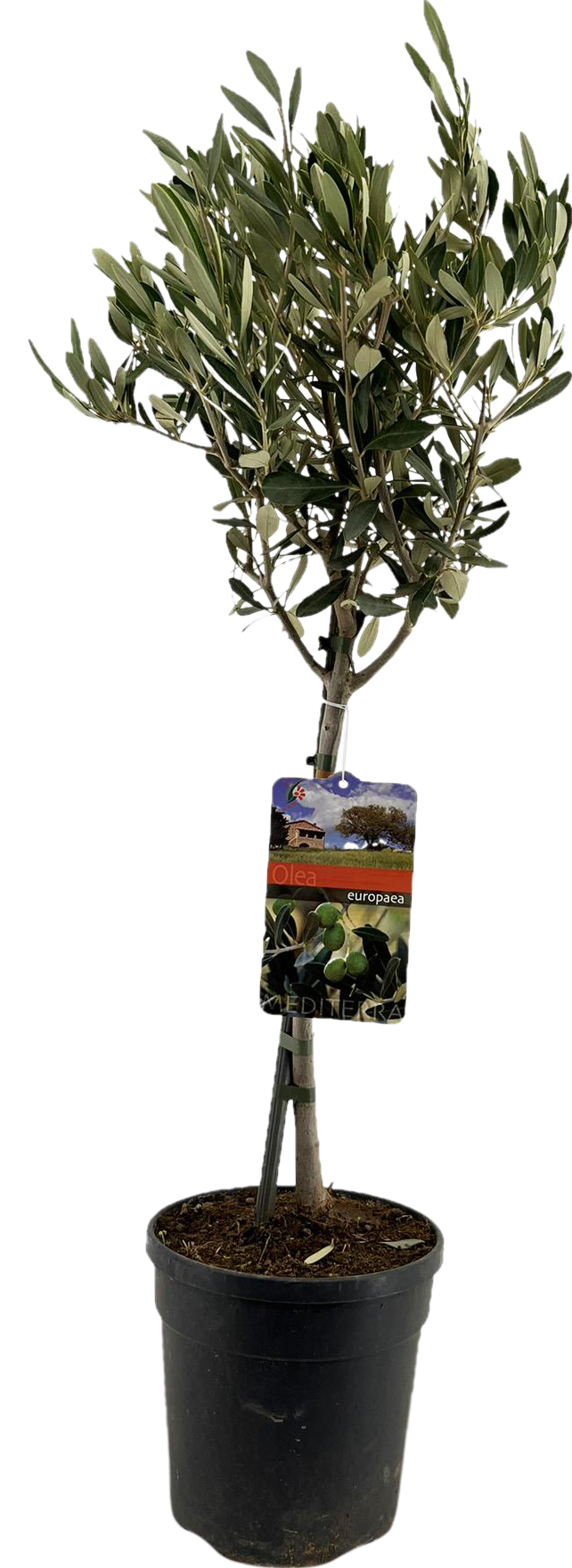 Olivenbaum - Olea Europaea "auf Stamm" - Ø19cm - ↕90cm