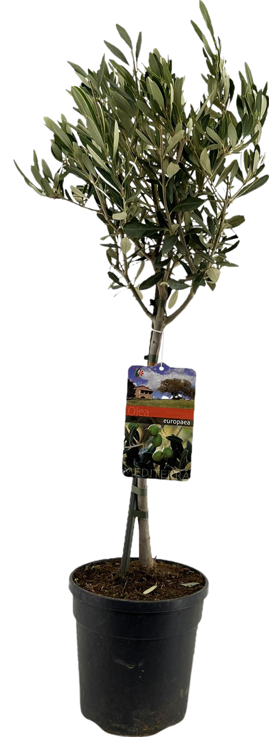 Olivenbaum - Olea Europaea "auf Stamm" - Ø19cm - ↕90cm