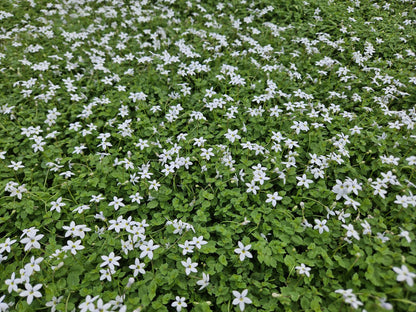 6x Isotoma fluviatilis 'Alba'- ↕10-25cm - Ø9cm