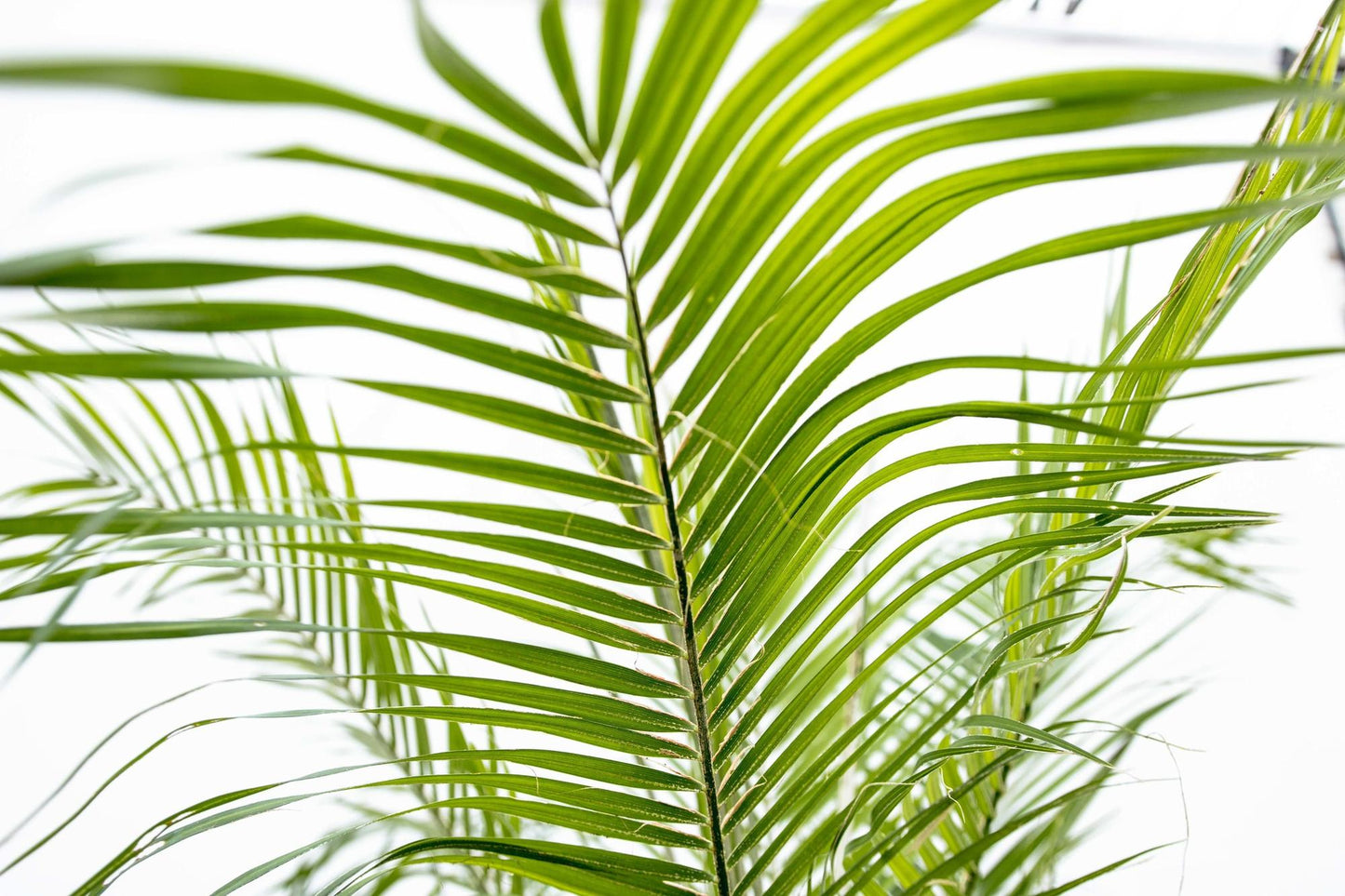 Zwerg-Dattelpalme - Phoenix Roebelenii auf Stiel - 190-200cm