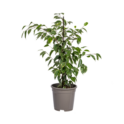 Birkenfeige - Ficus Benjamina Golden King Ø17cm - ↕60 - 80cm