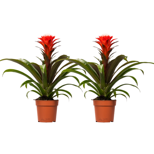 2x Bromelie - Guzmania Hope - Ø12cm - ↕40cm