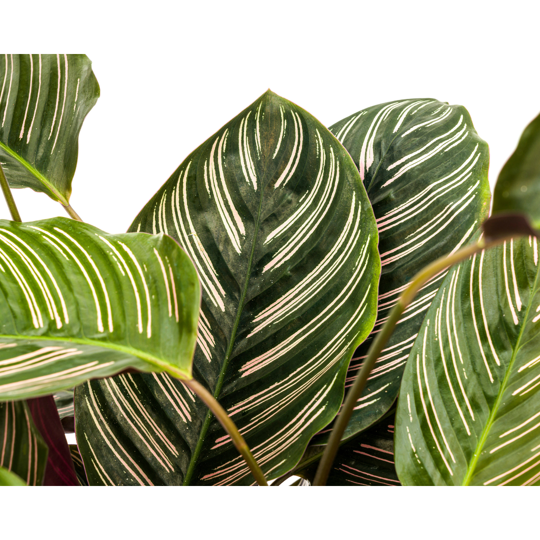 Korbmarante - Calathea Ornata Sanderiana Ø27cm - ↕60 - 80cm