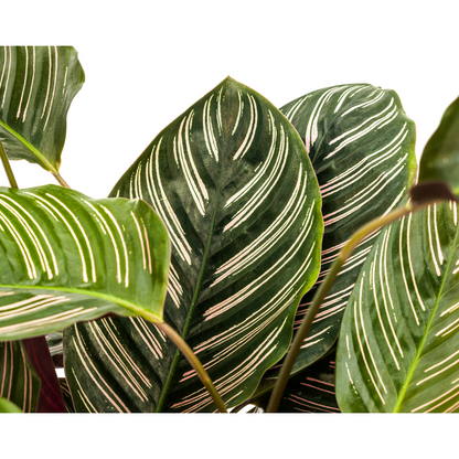 Korbmarante - Calathea Ornata Sanderiana Ø27cm - ↕60 - 80cm