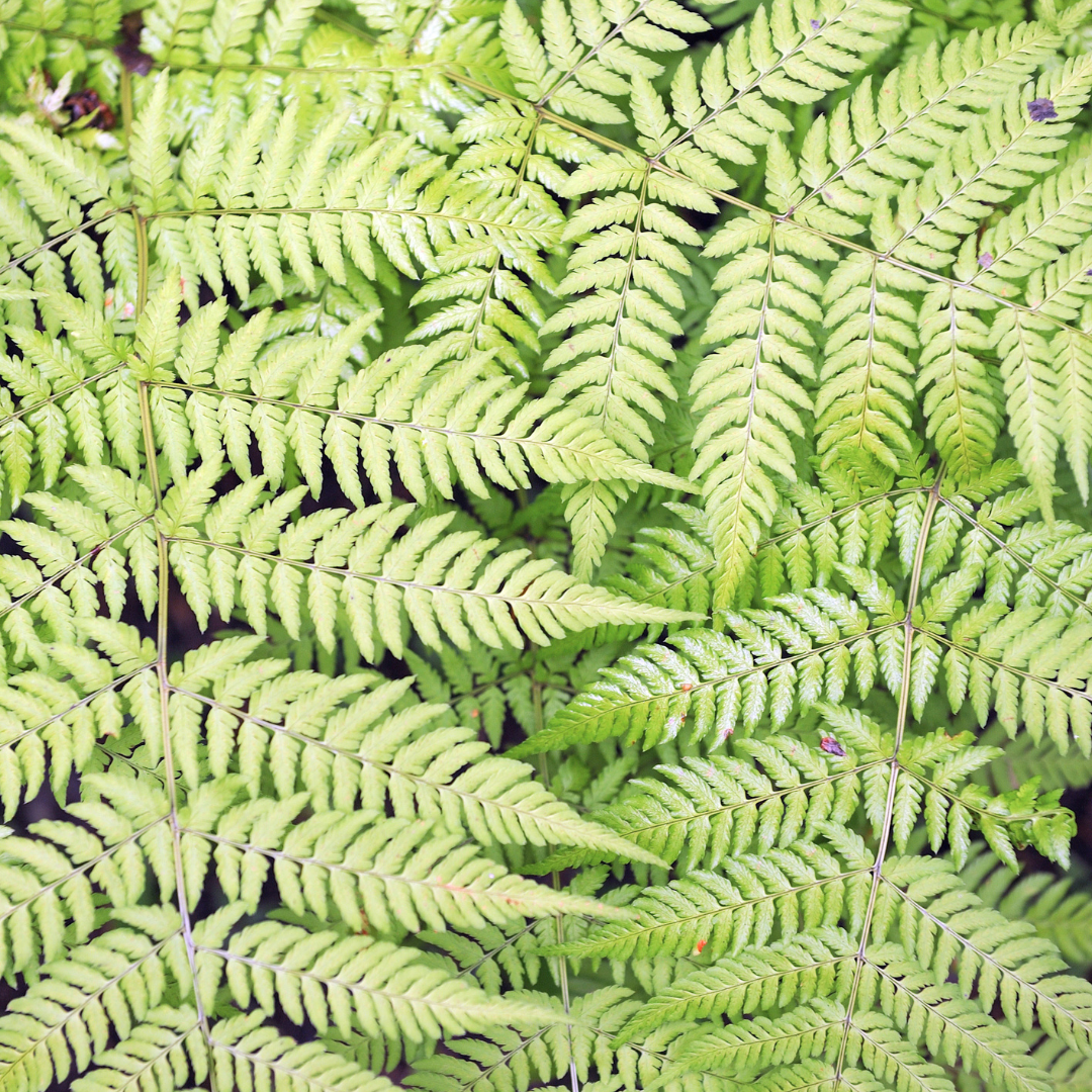 6x echter Wurmwarn - Dryopteris filix-mas - ↕10-25cm - Ø9cm