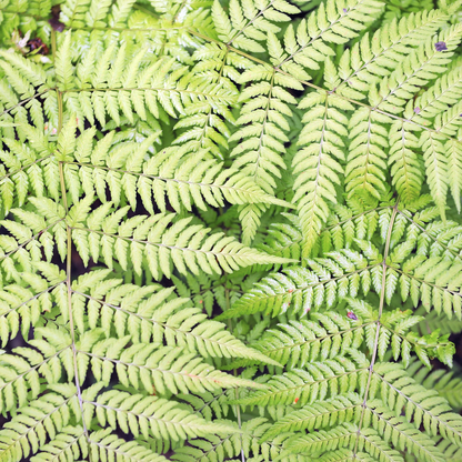 6x echter Wurmwarn - Dryopteris filix-mas - ↕10-25cm - Ø9cm