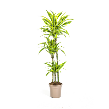 Drachenbaum - Dracaena Deremensis Lemon Lime Ø24cm - ↕130 - 150cm