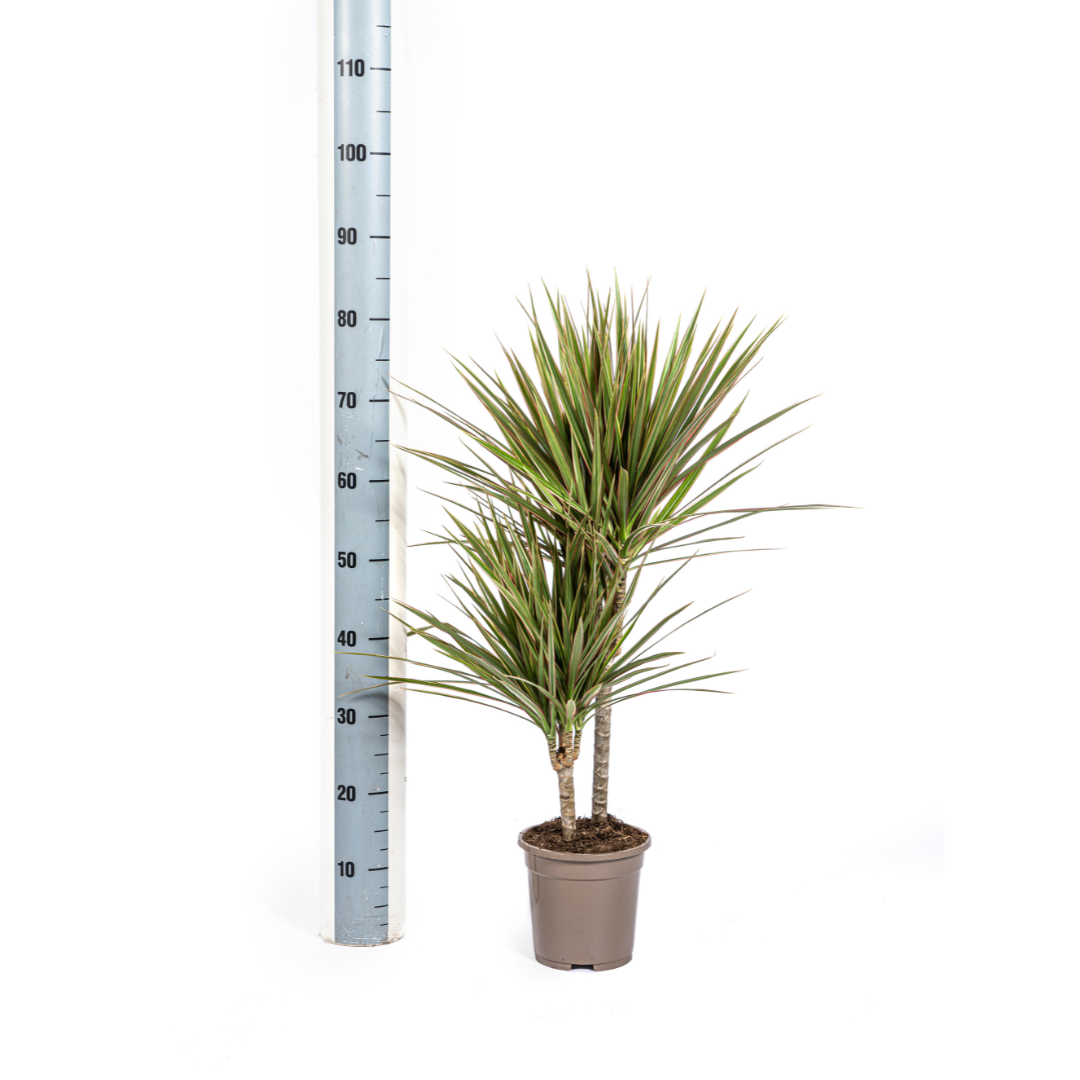 Drachenbaum - Dracaena Marginata Bicolor - Ø17cm - ↕50 - 70cm
