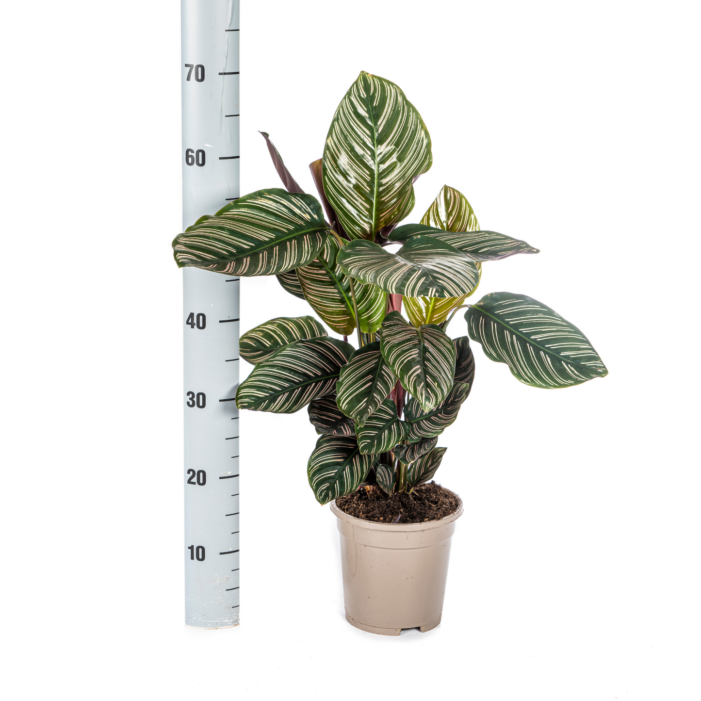 Korbmarante - Calathea Ornata Sanderiana Ø17cm - ↕40 - 50cm