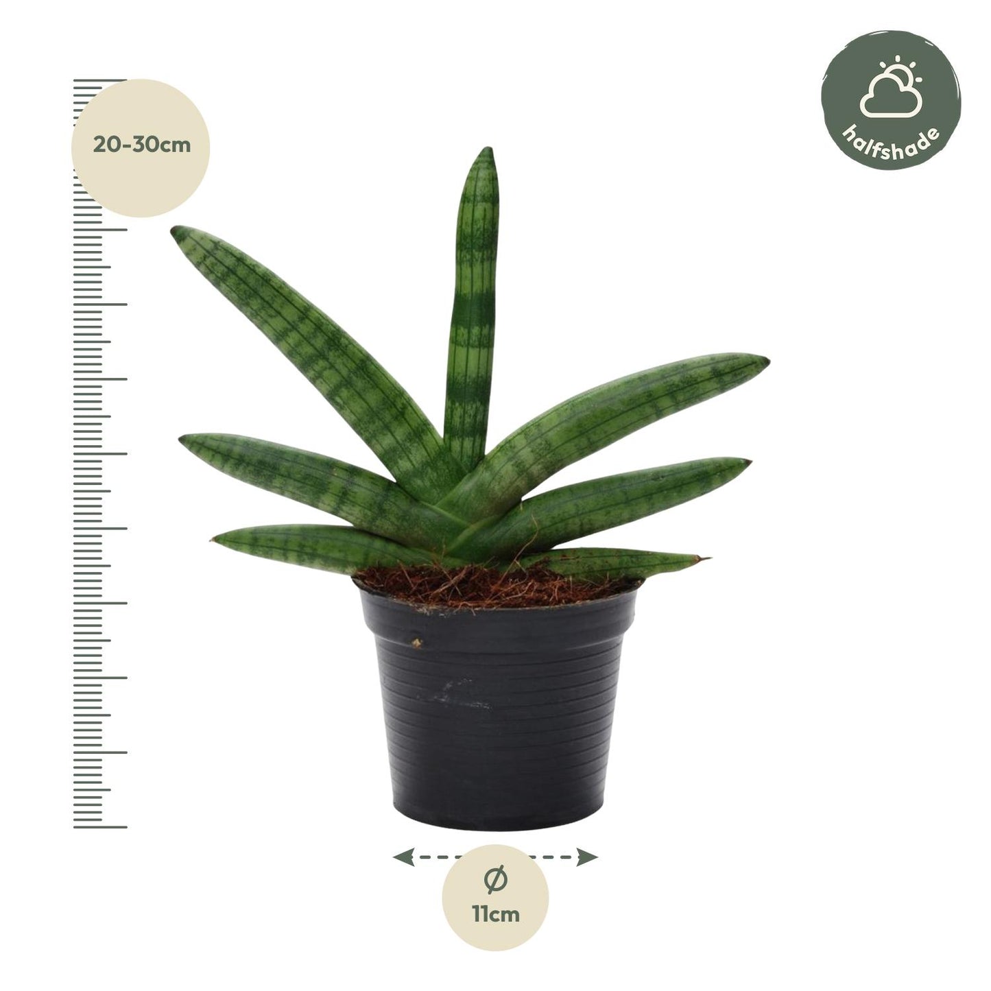 Bogenhanf Sansevieria Skyline - 25 cm - ø10,5