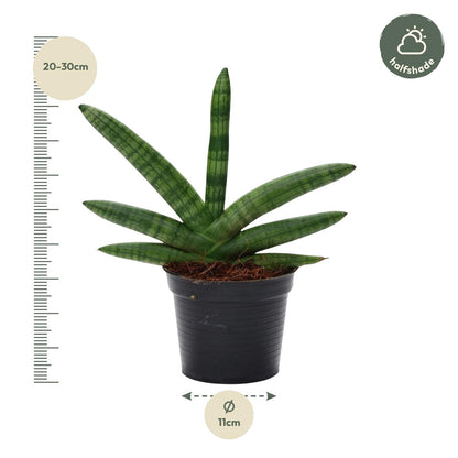 Bogenhanf Sansevieria Skyline - 25 cm - ø10,5
