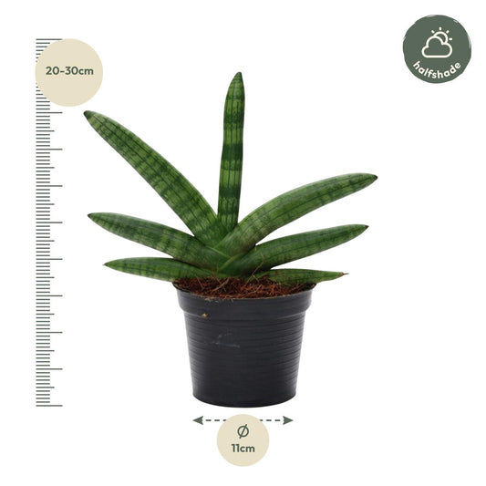 Bogenhanf Sansevieria Skyline - 25 cm - ø10,5