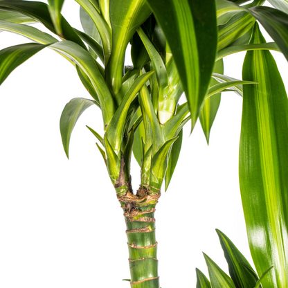 Drachenbaum - Dracaena Deremensis Hawaiian Sunshine mit Korb Ø24cm - ↕130 - 150cm