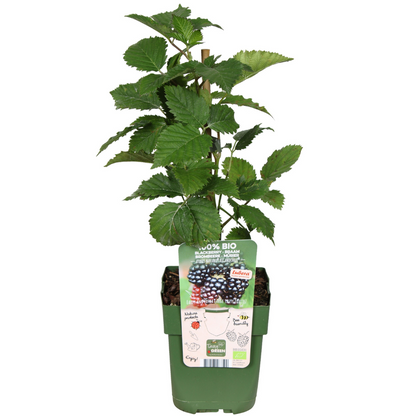 6 x Bio-Brombeerpflanzen – Ø 13 cm – ↨ 20 cm