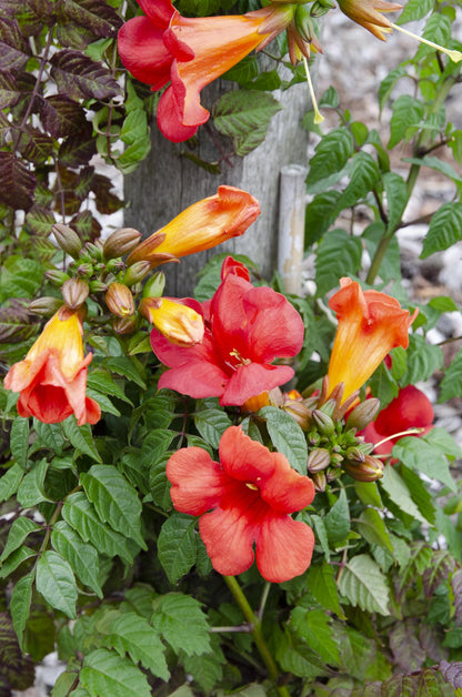 2x Trompetenkletterer - Campsis Summer Jazz 'Fire Trumpet' - ↨65cm - Ø15