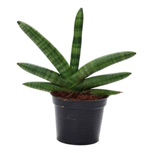 Bogenhanf Sansevieria Skyline - 25 cm - ø10,5