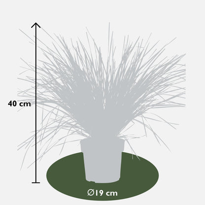 Lomandra longifolia 'White Sands' - Ø19cm - ↕40cm
