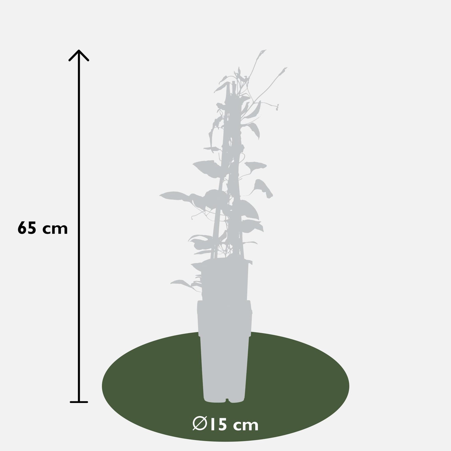 Clematis Hagley Hybrid - Clematis Rot - Ø15cm - ↕65cm