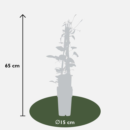Clematis Hagley Hybrid - Clematis Rot - Ø15cm - ↕65cm