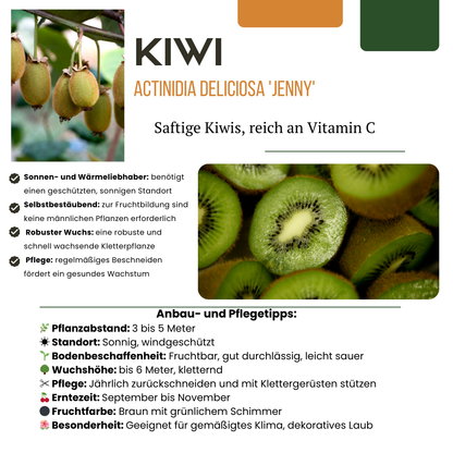 6 x Bio-Kiwipflanzen – Ø 13 cm – ↨ 20 cm