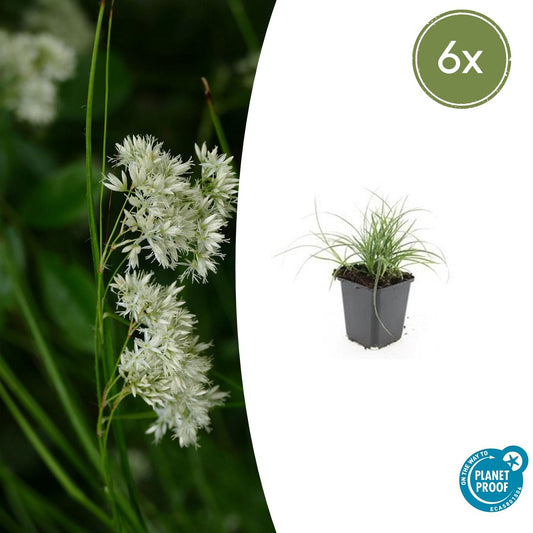 6x Schneegarbe - Luzula nivea - ↕10-25cm - Ø9cm