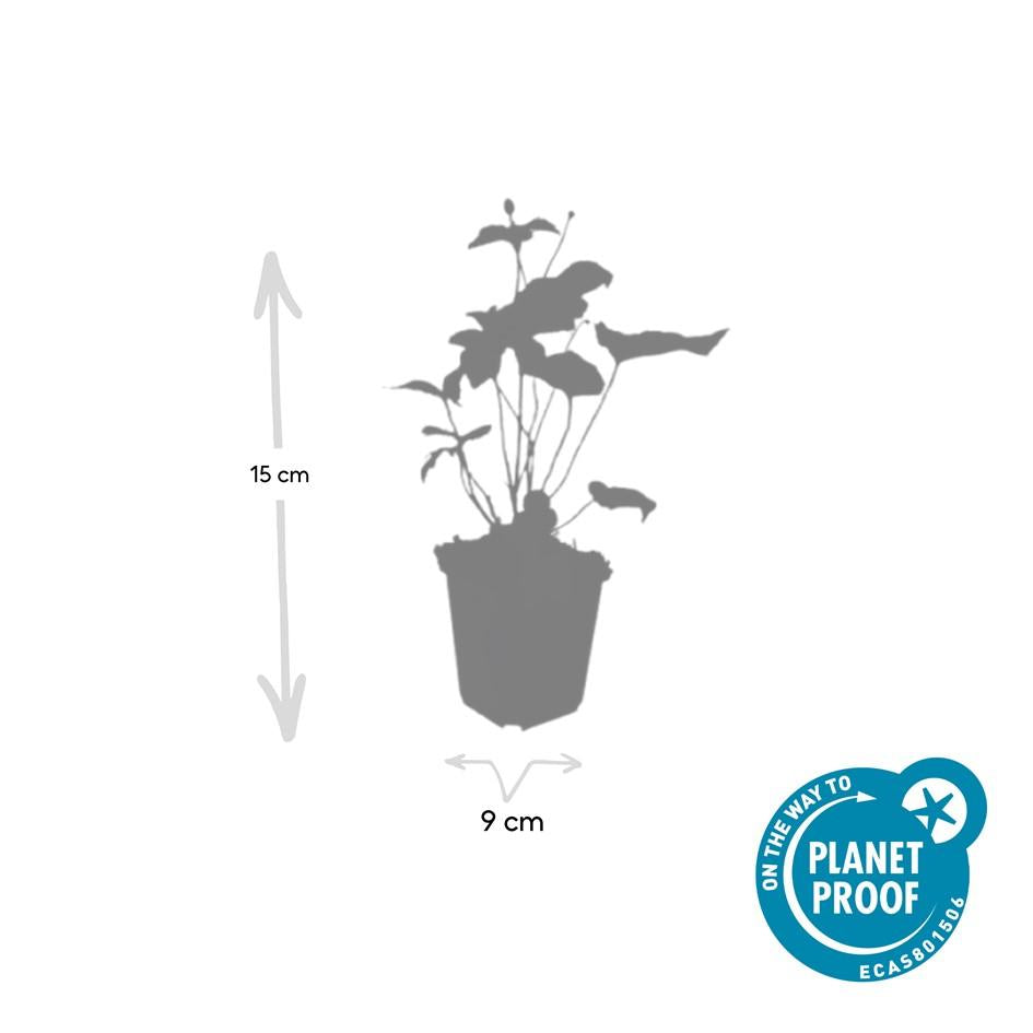 6x Herbstanemone -  Anemone hyb. 'Honorine Jobert' - ↕10-25cm - Ø9cm