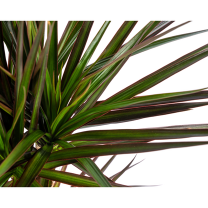 Drachenbaum - Dracaena Marginata Magenta - Ø17cm - ↕50 - 70cm