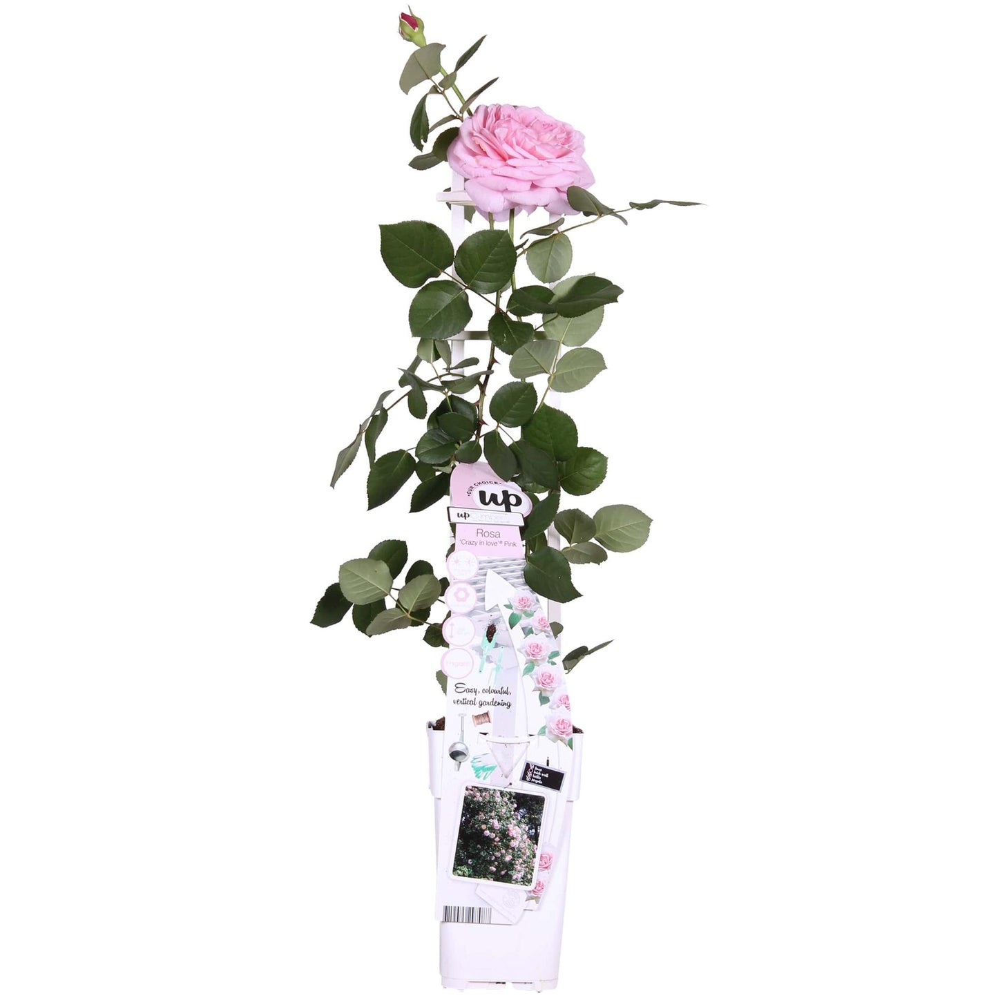 Rosa Crazy in love 'Pink' - Rosa Rose - Ø15cm - ↕65cm