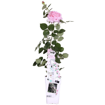 Rosa Crazy in love 'Pink' - Rosa Rose - Ø15cm - ↕65cm