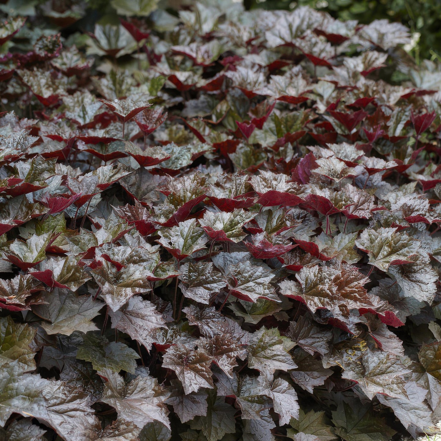 6x Purpurglöckchen - Heuchera mic. 'Palace Purple' - ↕10-25cm - Ø9cm