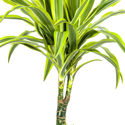 Drachenbaum - Dracaena Deremensis Lemon Lime Ø21cm - ↕90 - 110cm