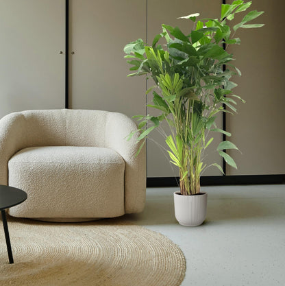 Fischschwanzpalme - Caryota Mitis - 150 cm - ø24