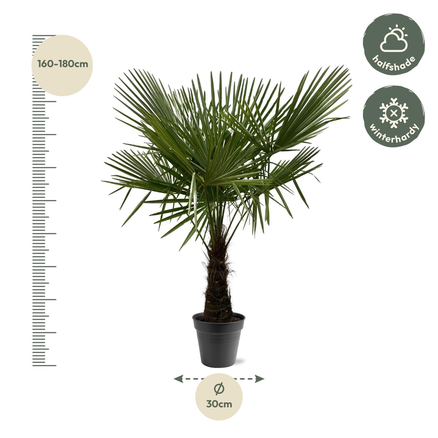 Trachycarpus Fortuneii - 160-180cm - Ø30