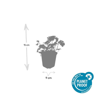 6x Geranium cant. 'Cambridge' - ↕10-25cm - Ø9cm
