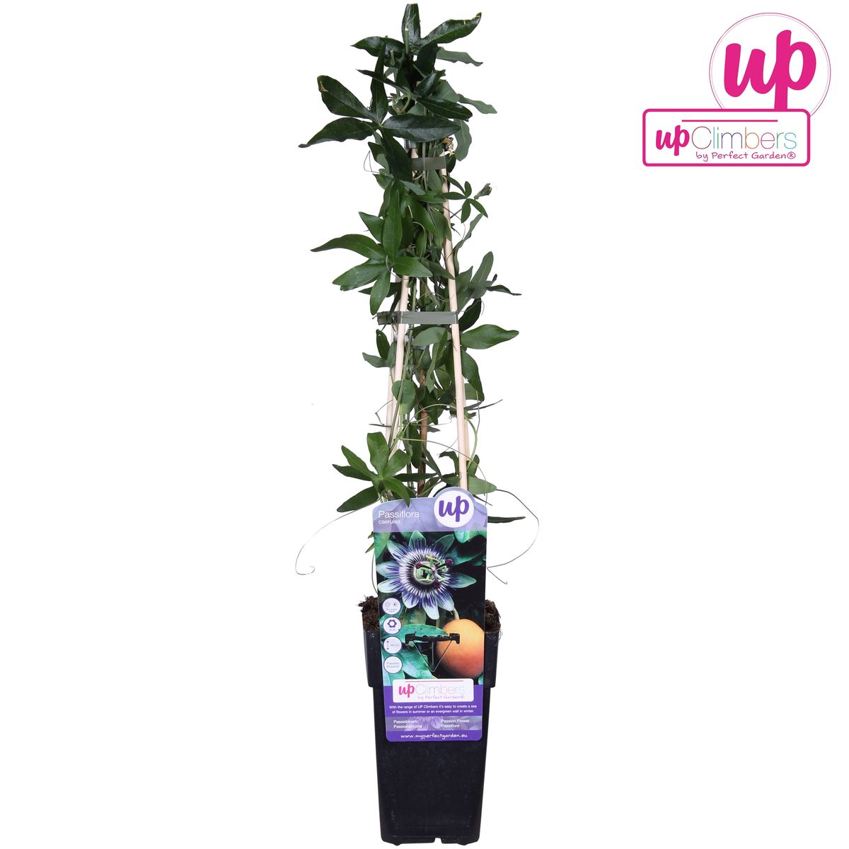 Passiflora Blau caerulea - Ø15cm - ↕65cm