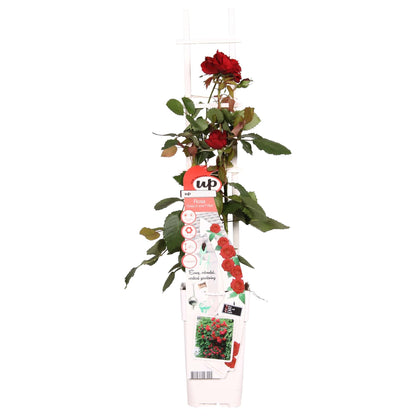 Rosa Crazy in love 'Red' - Rote Rose - Ø15cm - ↕65cm