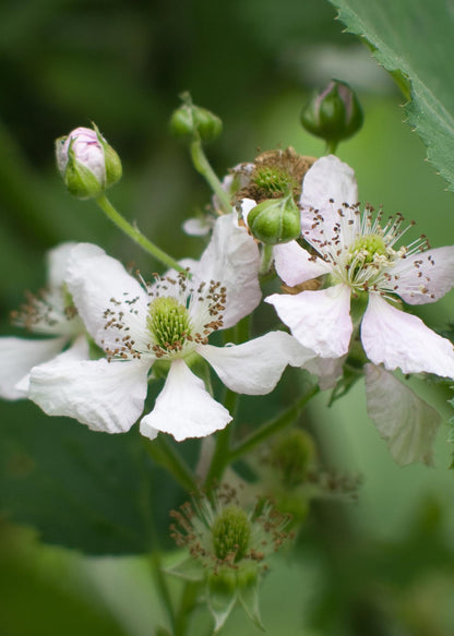 Rubus fruticosus 'Thornless Evergreen' - Dornenlose Brombeere - Ø13cm - ↕45cm