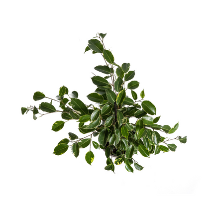 Birkenfeige - Ficus Benjamina Golden King Ø17cm - ↕60 - 80cm