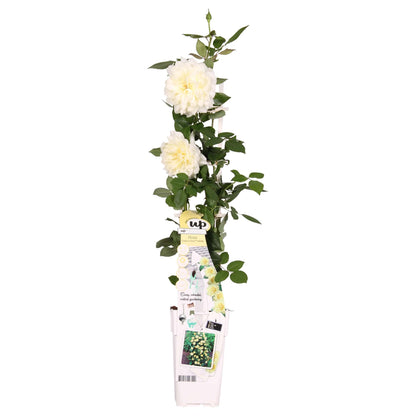 Rosa Crazy in love 'Vanilla' - Creme-Rose - Ø15cm - ↕65cm