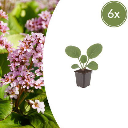 6x Schusterpflanze - Bergenia cordifolia - ↕10-25cm - Ø9cm