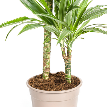 Drachenbaum - Dracaena Deremensis White Stripe Ø19cm - ↕70 - 90cm