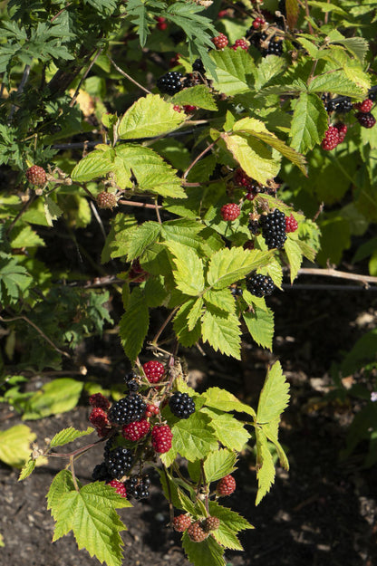 Rubus fruticosus 'Black Satin' - Dornenlose Brombeere - Ø13cm - ↕45cm