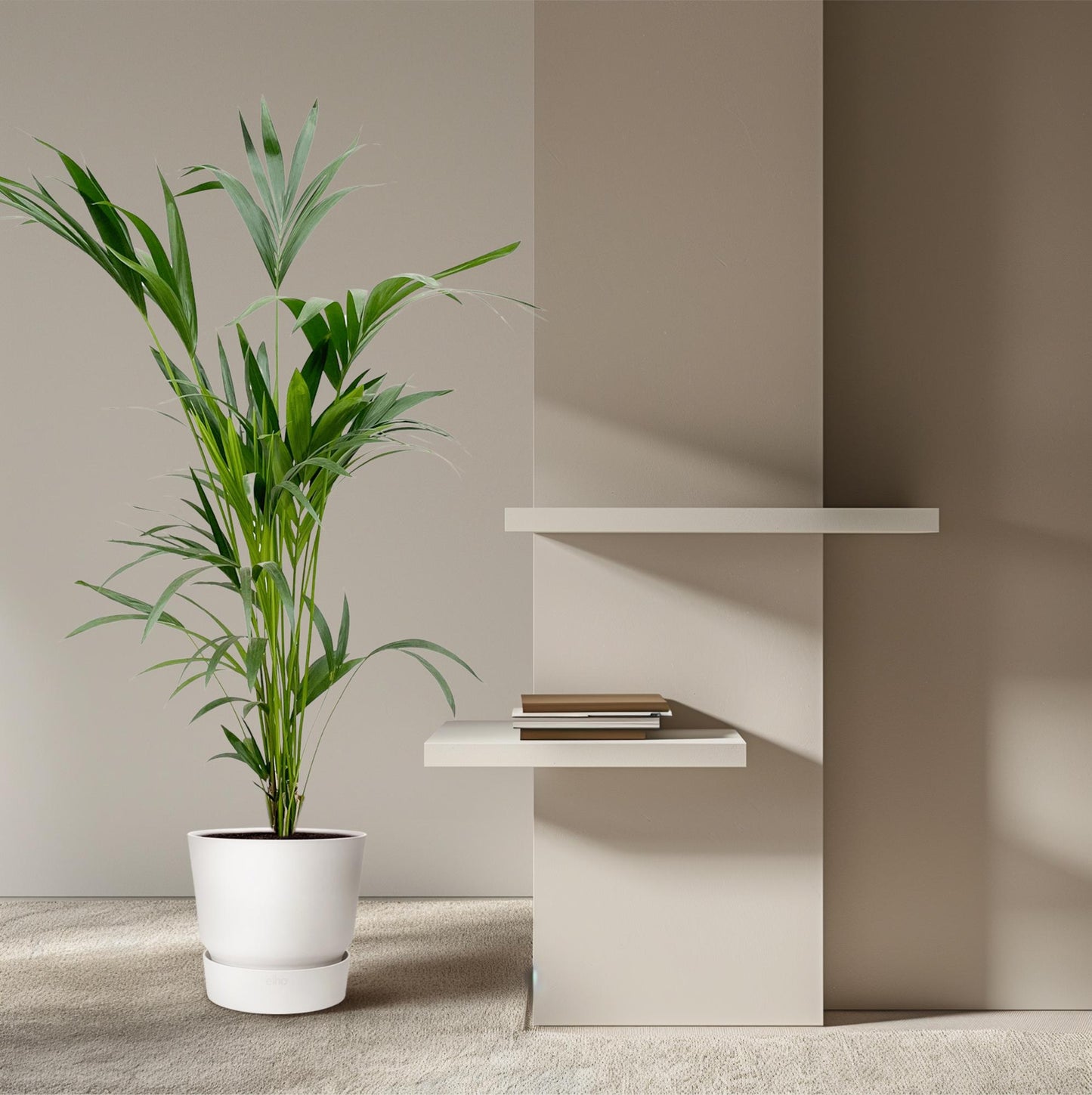 Kentia Palme - 160cm - Ø24