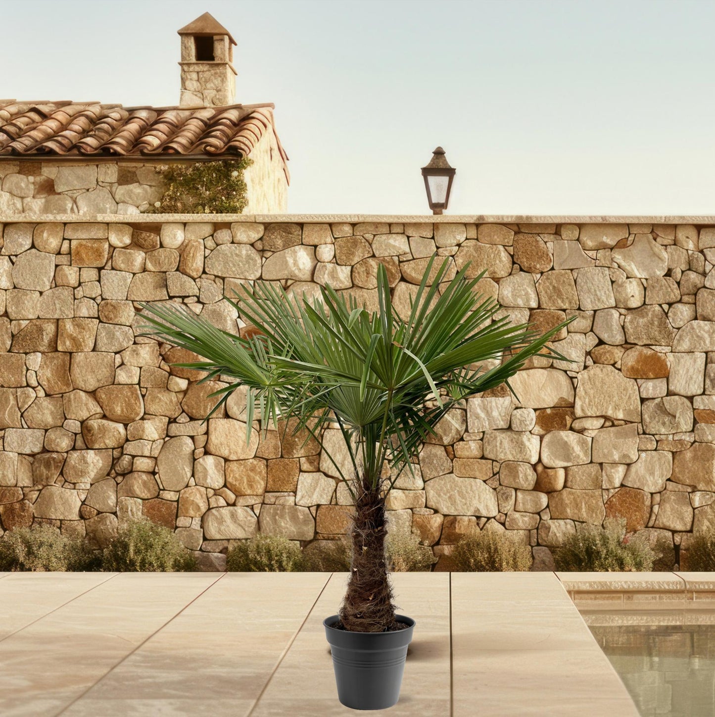 Trachycarpus Fortuneii - 220 - 240cm - Ø45